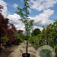 Gleditsia triac. 'Sunburst' 350-400 cm container