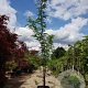 Gleditsia triac. 'Sunburst' 350-400 cm container