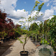 Gleditsia triac. 'Sunburst' 350-400 cm container
