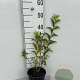 Forsythia int. 'Spectabilis' 30-40 cm 2,0L