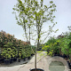 Gleditsia triac. 'Sunburst' 450-500 cm container