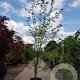 Gleditsia triac. 'Sunburst' 450-500 cm container