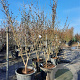 Hamamelis int. 'Westerstede' 200-250 cm container meerstammig