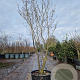 Hamamelis int. 'Westerstede' 200-250 cm container meerstammig
