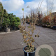 Hamamelis mollis 125-150 cm 35L