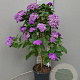 Heliotropium arborescens 80 cm 3,0L stam