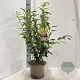 Forsythia int. 'Spectabilis' 50-60 cm 5,0L