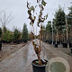 Heptacodium miconioides 125-150 cm container 