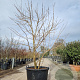 Heptacodium miconioides 200-250 cm container struik solitair