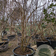 Heptacodium miconioides 200-250 cm container struik solitair
