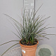 Hesperaloe parviflora GM 10L