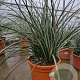 Hesperaloe parviflora GM 25L