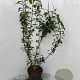 Forsythia int. Week-End 80-100 cm 5,0L