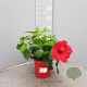 Hibiscus rosa-sinensis GM P17