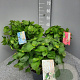 Hydrangea macrophylla 40-50 cm 5,0L