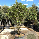 Ilex cornuta 175-200 cm cont. 130L paraplu