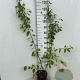 Frangula alnus 100-125 cm 5,0L