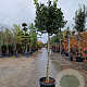 Ilex 'Nellie R. Stevens' 130 cm stam container 10-12