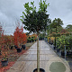 Ilex 'Nellie R. Stevens' 130 cm stam container 12-14