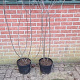 Frangula alnus 100-125 cm 7,5L