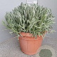 Lavandula angustifolia GM 30L
