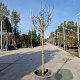 Lagerstroemia Berry Dazzle 70 cm stam container 8-10