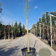 Lagerstroemia Black Solit. Series 120 cm stam container 12-14