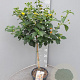 Lantana camara 90 cm 5,0L stam