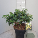 Lantana camara GM 9L