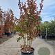 Lagerstroemia Dynabite 120-140 cm 30L