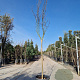 Lagerstroemia Dynabite 120 cm stam container 10-12