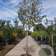 Lagerstroemia indica 100 cm stam container 18-20