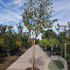 Lagerstroemia indica 100 cm stam container 18-20