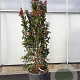 Lagerstroemia indica 175-200 cm cont. 95L
