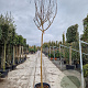 Lagerstroemia indica 180 cm stam container 14-16