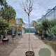 Lagerstroemia indica 200 cm stam 45L 8-10