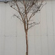 Lagerstroemia indica 200 cm stam container 25-30