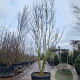 Lagerstroemia indica 300-350 cm cont. 150L meerstammig