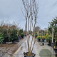 Lagerstroemia indica 300-350 cm cont. 95L