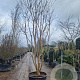 Lagerstroemia indica 400-450 cm cont. 350L meerstammig
