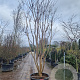 Lagerstroemia indica 400-450 cm cont. 350L meerstammig