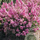 Lagerstroemia i. 'Petite Pink' 175-200 cm draadkluit meerstammig solitair