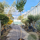 Lagerstroemia 'Natchez' 220 cm stam container 10-12
