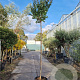 Lagerstroemia 'Natchez' 220 cm stam container 10-12
