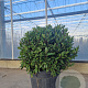 Laurus nobilis 50-60 cm 35L bol