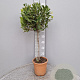 Laurus nobilis 80 cm 5,0L stam