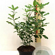 Garrya thuretii 30-40 cm 2,0L