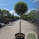 Ligustrum delavayanum 50 cm stam container 35-40 bol