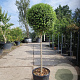Ligustrum delavayanum 80 cm stam container bol 50-60