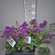 Limonium Salt Lake GM P17